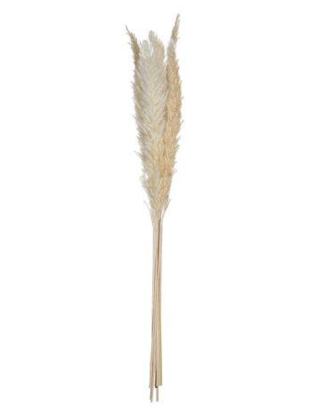 Atmosphera ukrasna grana pampas 65cm 6/1 sušeno bilje bež