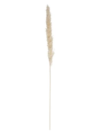 Atmosphera ukrasna grana pampas 65cm 6/1 sušeno bilje bež