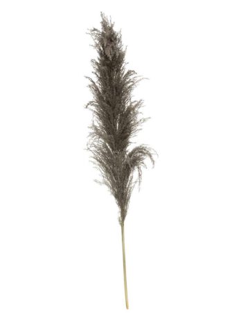 Atmosphera ukrasna grana pampas 110cm 3/1 sušeno bilje smeđa