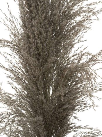Atmosphera ukrasna grana pampas 110cm 3/1 sušeno bilje smeđa
