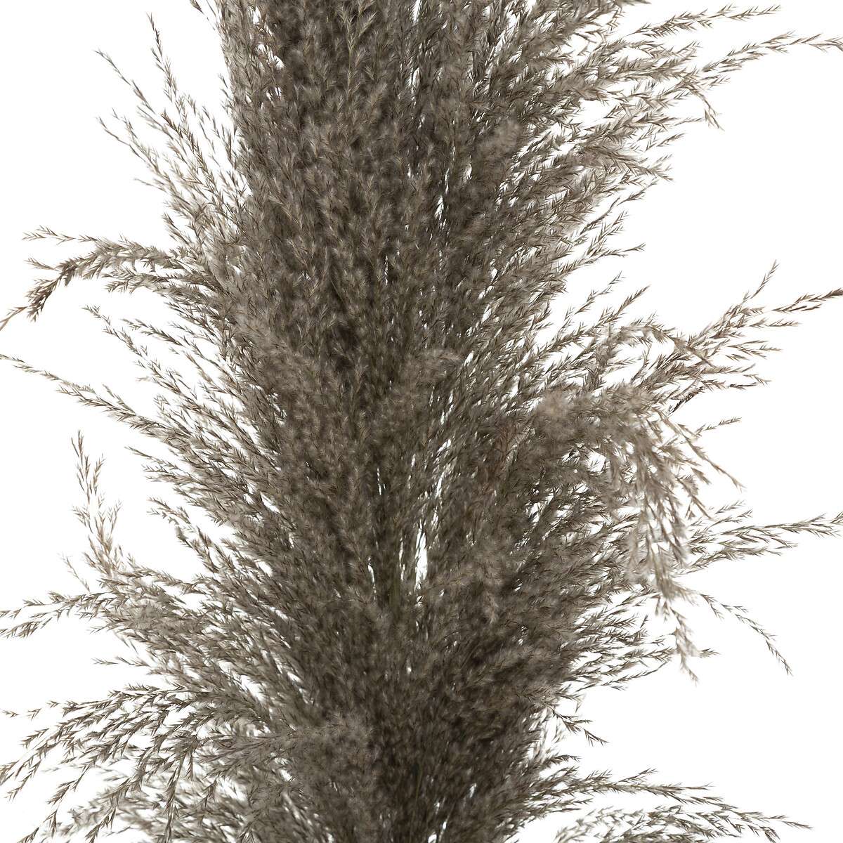 Atmosphera ukrasna grana pampas 110cm 3/1 sušeno bilje smeđa - Image 2