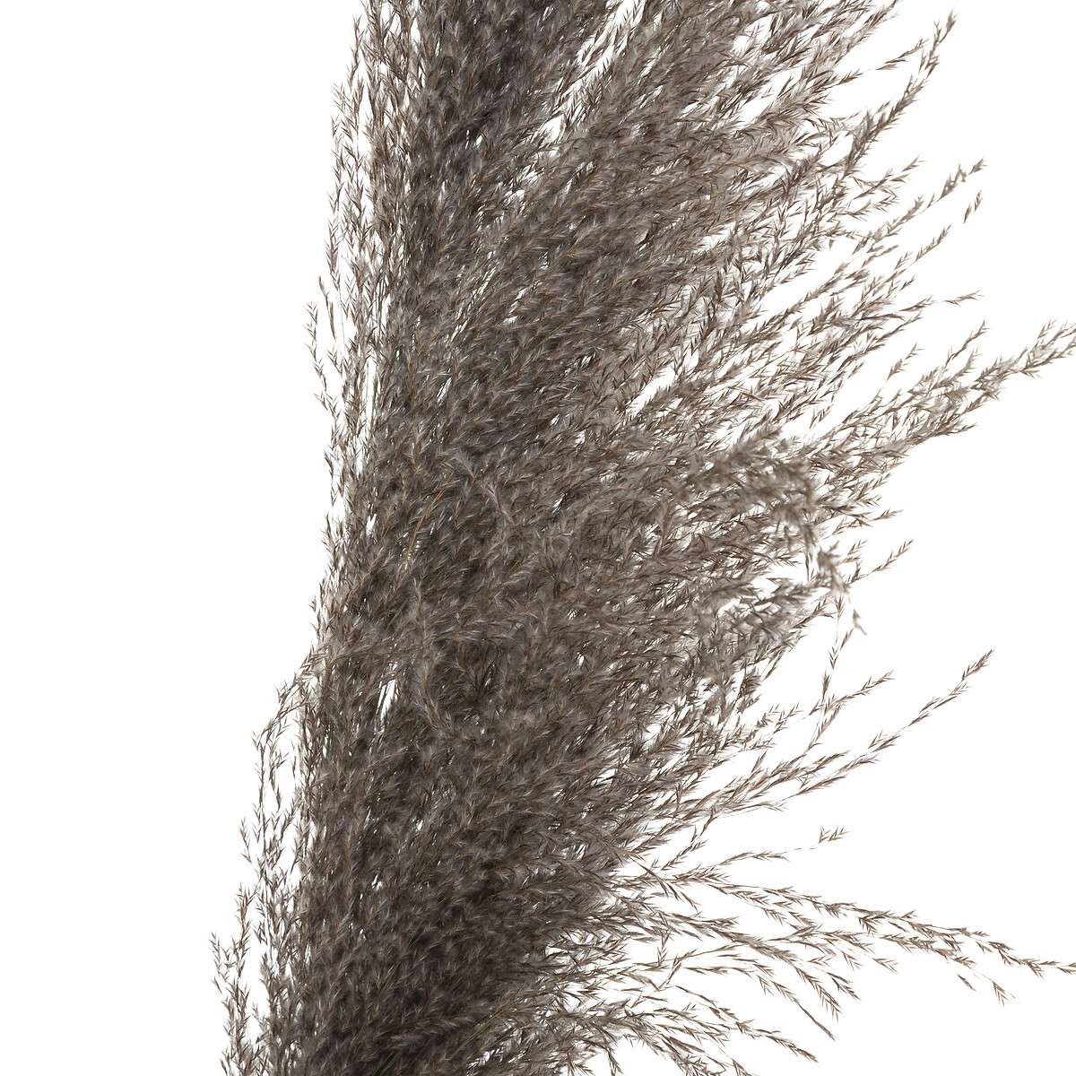 Atmosphera ukrasna grana pampas 110cm 3/1 sušeno bilje smeđa - Image 3
