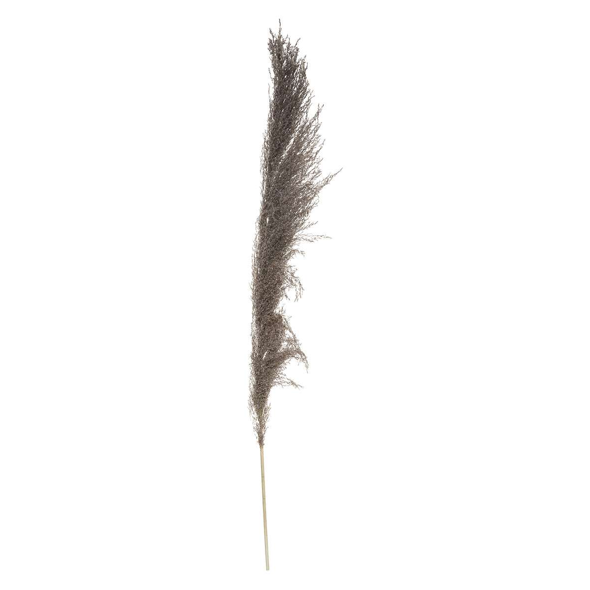 Atmosphera ukrasna grana pampas 110cm 3/1 sušeno bilje smeđa - Image 4