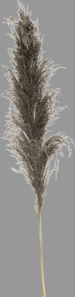 Atmosphera ukrasna grana pampas 110cm 3/1 sušeno bilje smeđa - Image 5
