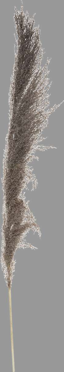 Atmosphera ukrasna grana pampas 110cm 3/1 sušeno bilje smeđa - Image 6
