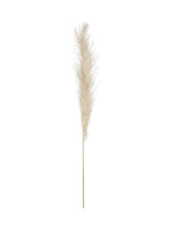 Atmosphera ukrasna grana pampas 110cm 3/1 sušeno bilje oker