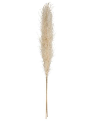 Atmosphera ukrasna grana pampas 110cm 3/1 sušeno bilje oker