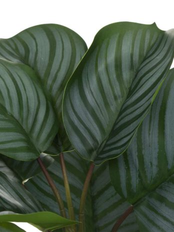 Atmosphera umjetno cvijeće u tegli maranta 45cm eva/cement zeleno
