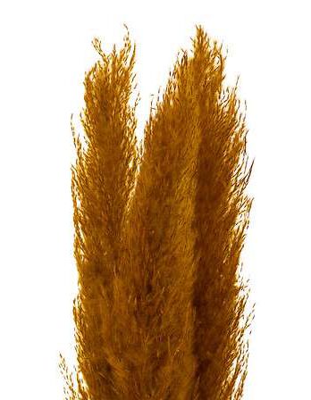 Atmosphera ukrasna grana pampas 110cm 3/1 sušeno bilje oker