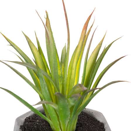 Atmosphera umjetno cvijeće u tegli sukulenti 7x14cm pvc/cement bijela - Image 4